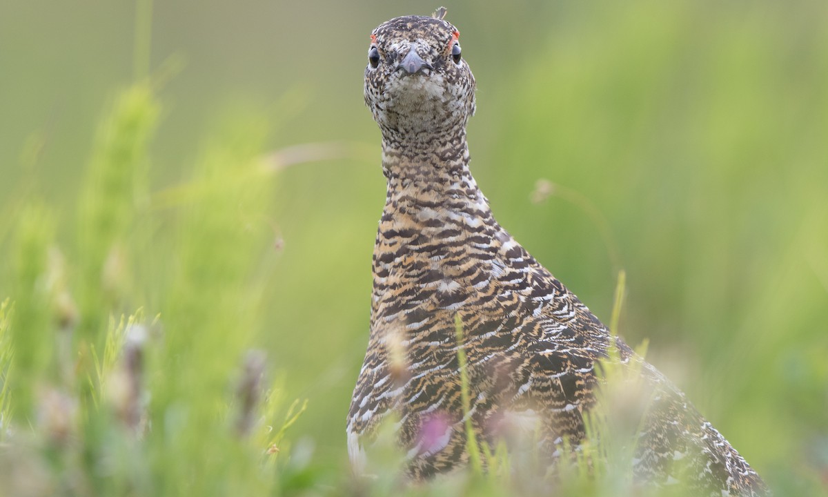 Rock Ptarmigan - Steve Kelling