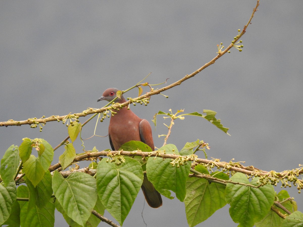 Pigeon rousset - ML167664241