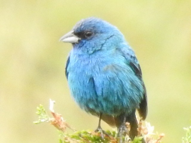 Indigo Bunting - John Fawcett