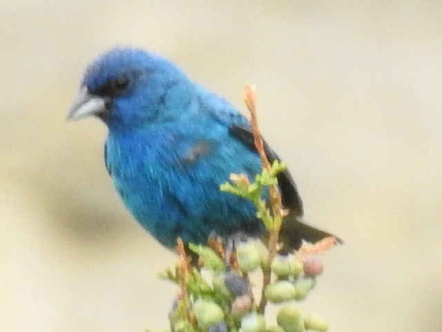 Indigo Bunting - John Fawcett