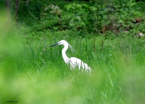 Little Egret - ML167665701