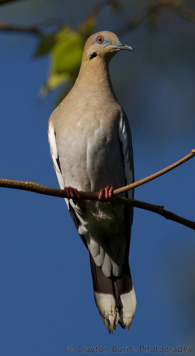 White-winged Dove - ML167666701