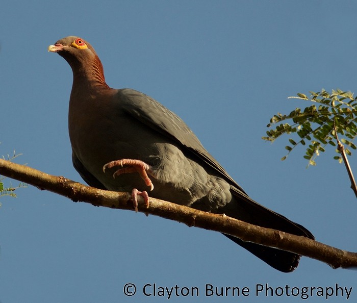 Scaly-naped Pigeon - Clayton Burne