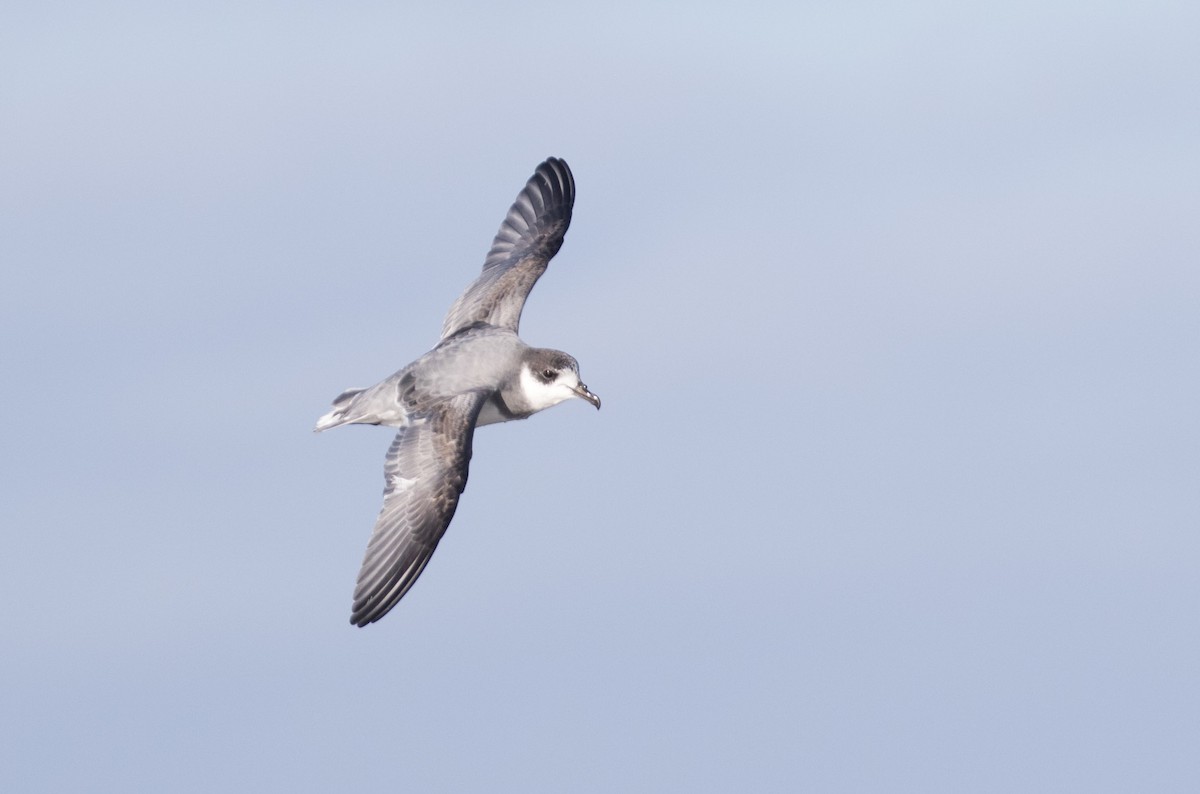 Blue Petrel - Richard Webber