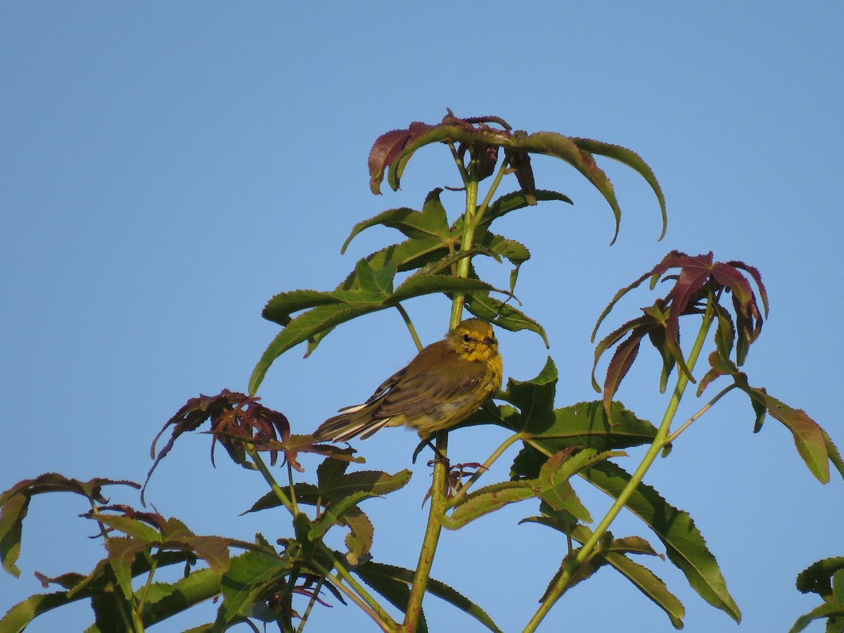 Prairie Warbler - ML167669841