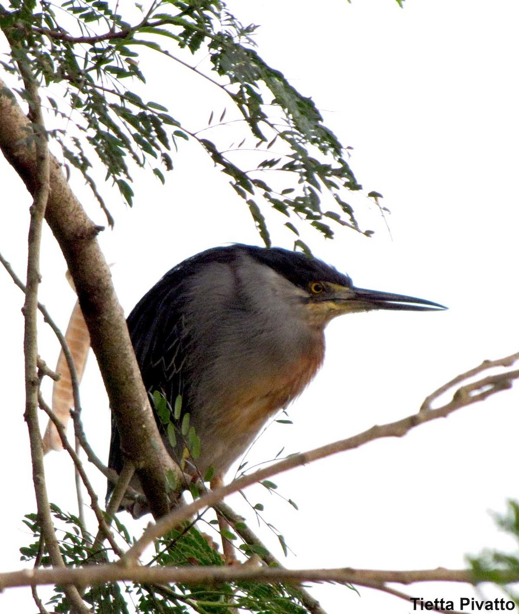 Striated Heron (South American) - ML167670461