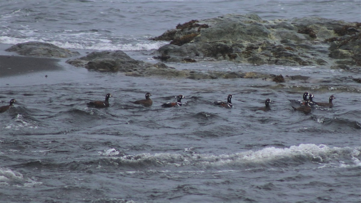 Harlequin Duck - ML167670561