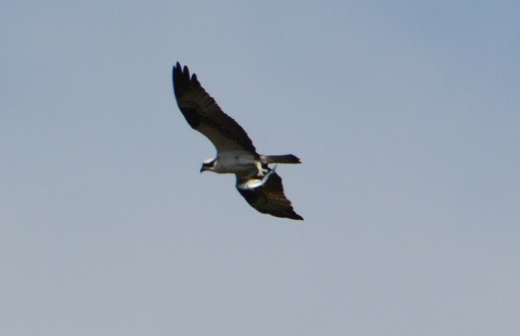 Águila Pescadora - ML167671401