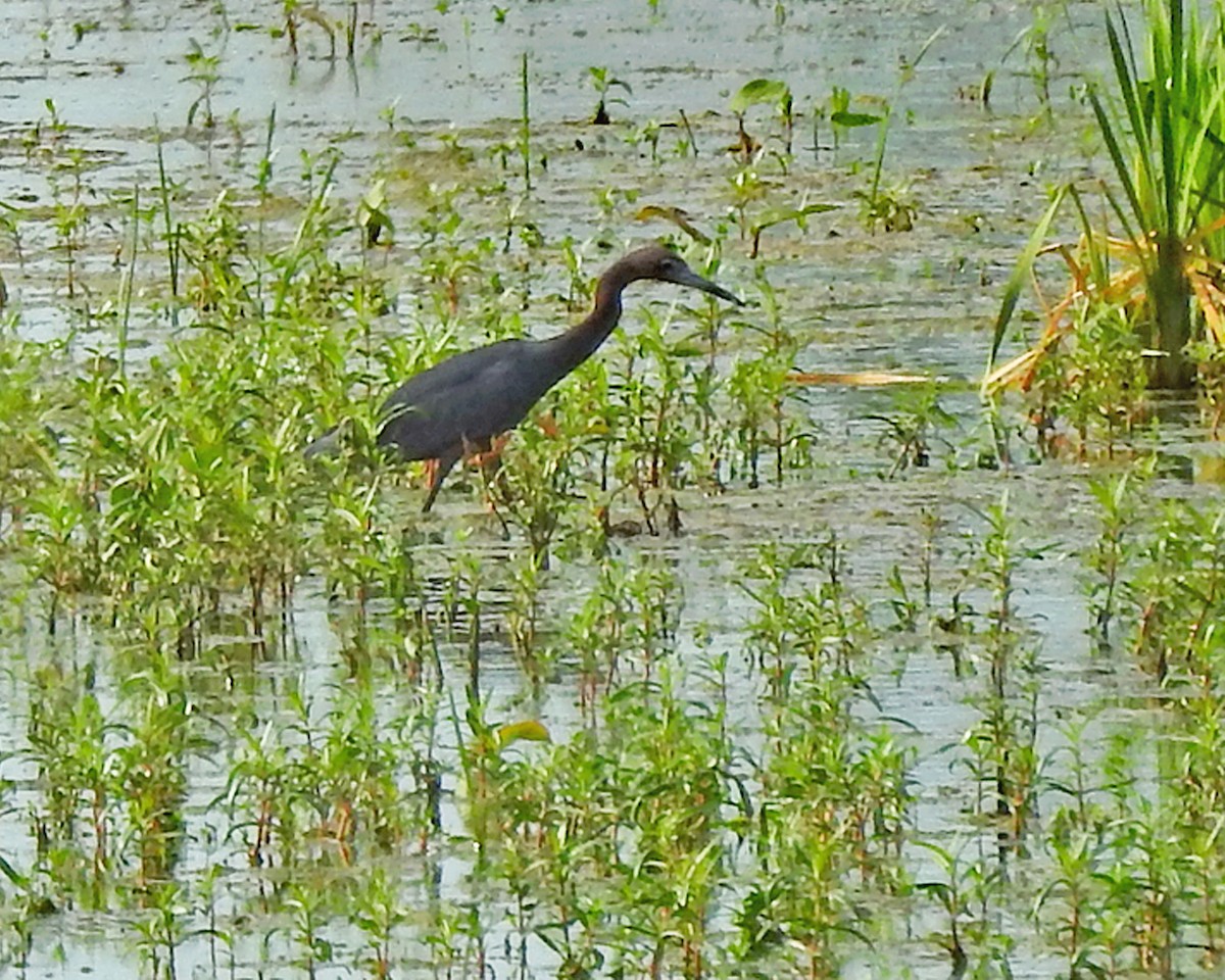 Little Blue Heron - Karen Zeleznik