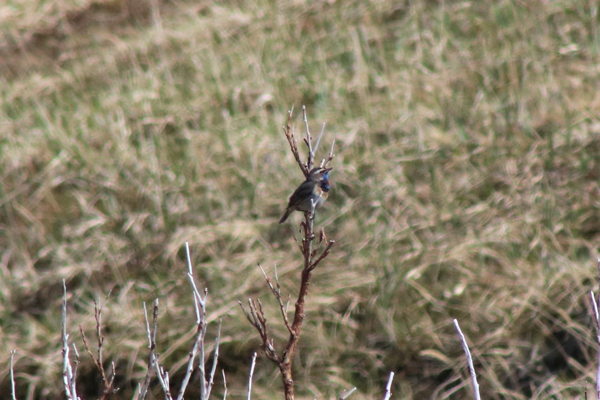 Bluethroat - ML167672571