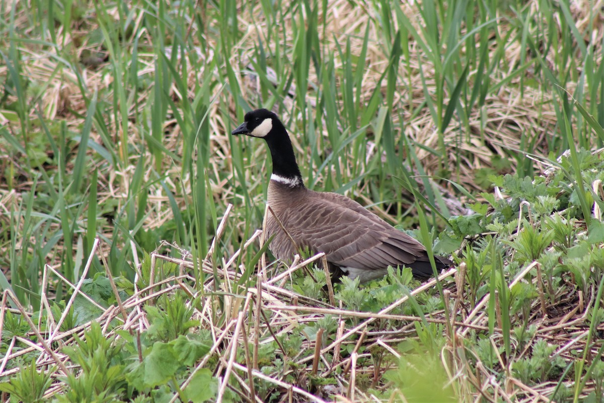 Cackling Goose (Aleutian) - ML167674881