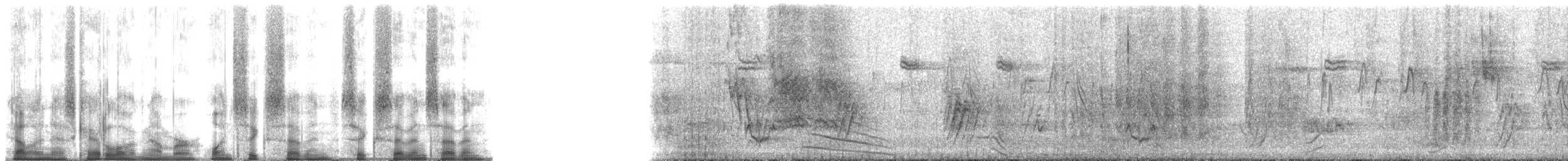 Echo Parakeet - ML167677