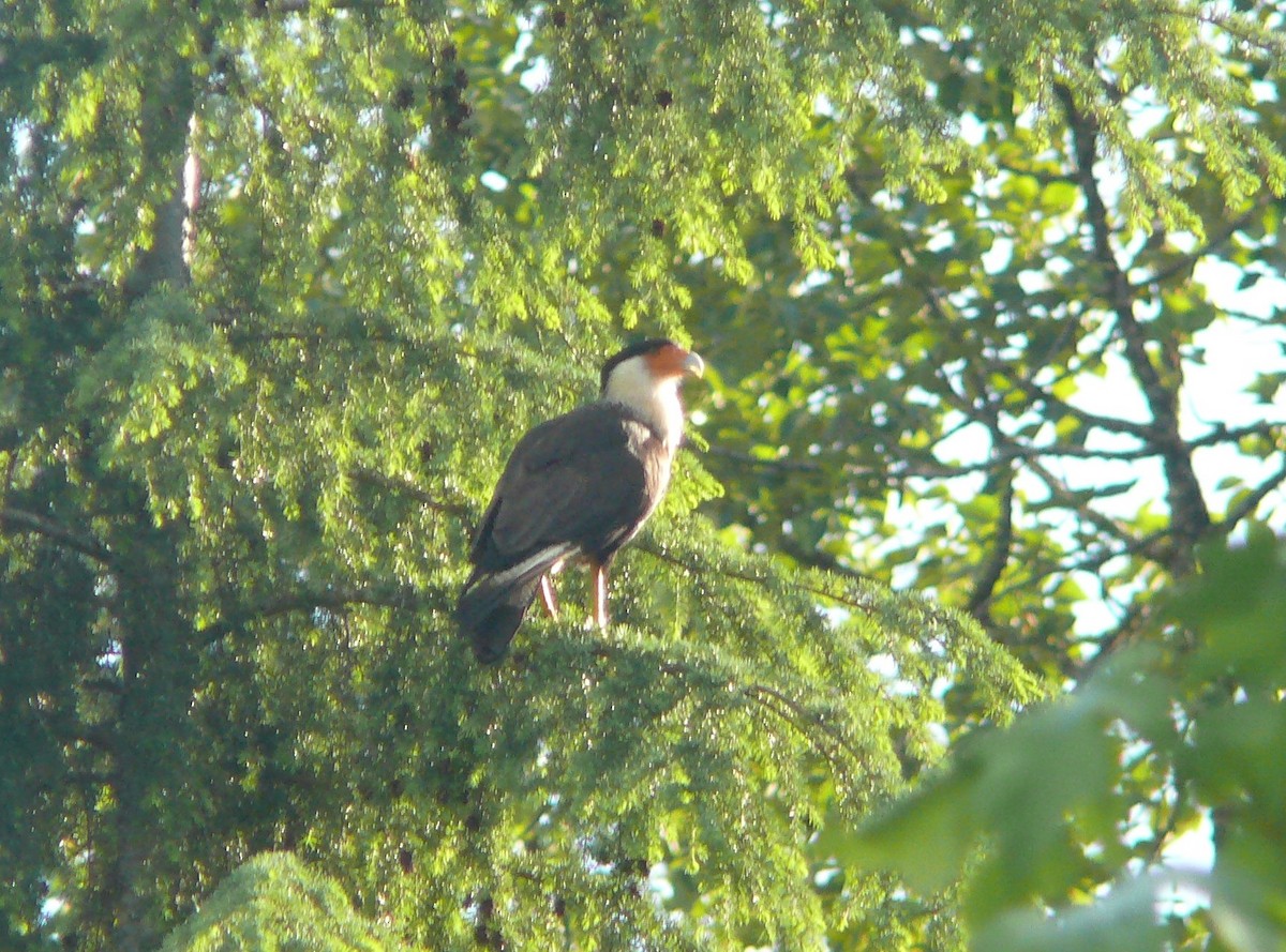 Caracara Carancho (norteño) - ML167677091