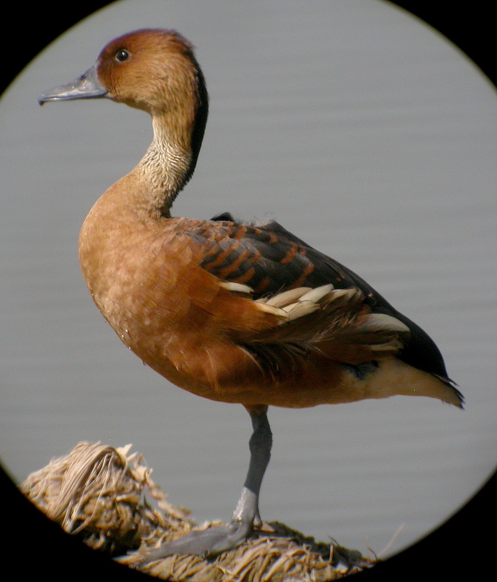 Fulvous Whistling-Duck - ML167677111