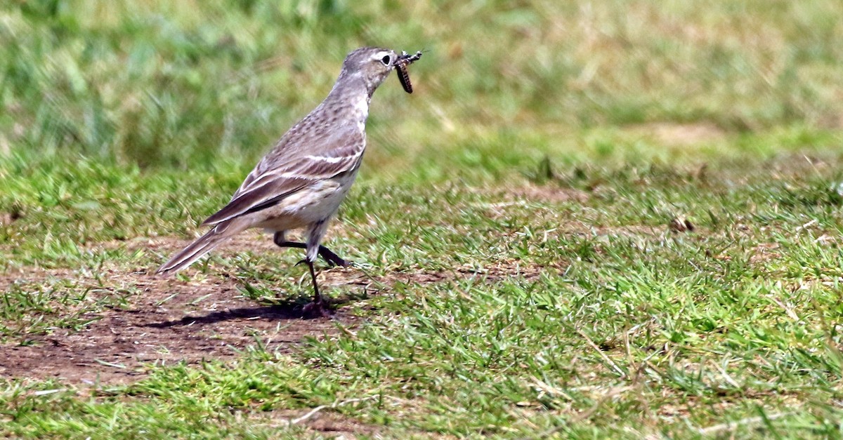 American Pipit - ML167677541