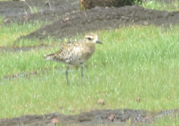 Chorlito Dorado Siberiano - ML167677681