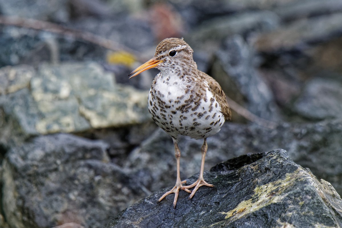 Spotted Sandpiper - ML167680041