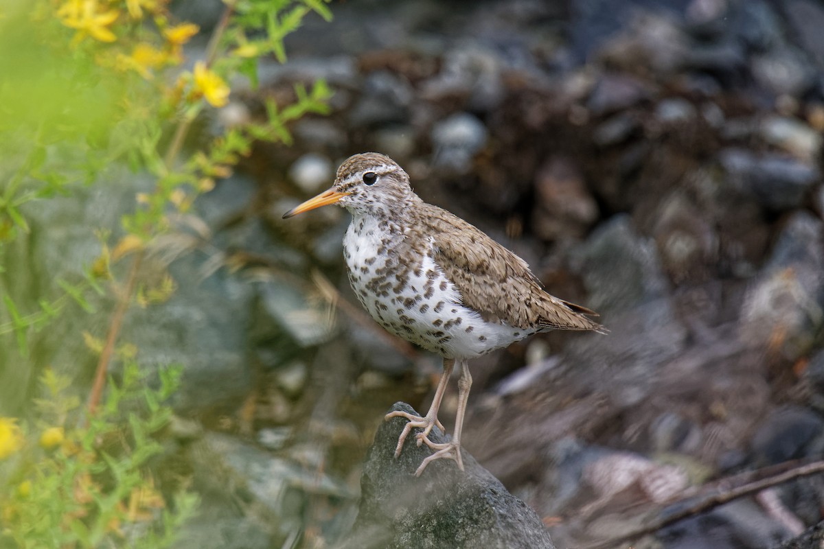 Spotted Sandpiper - Daniel Eslake