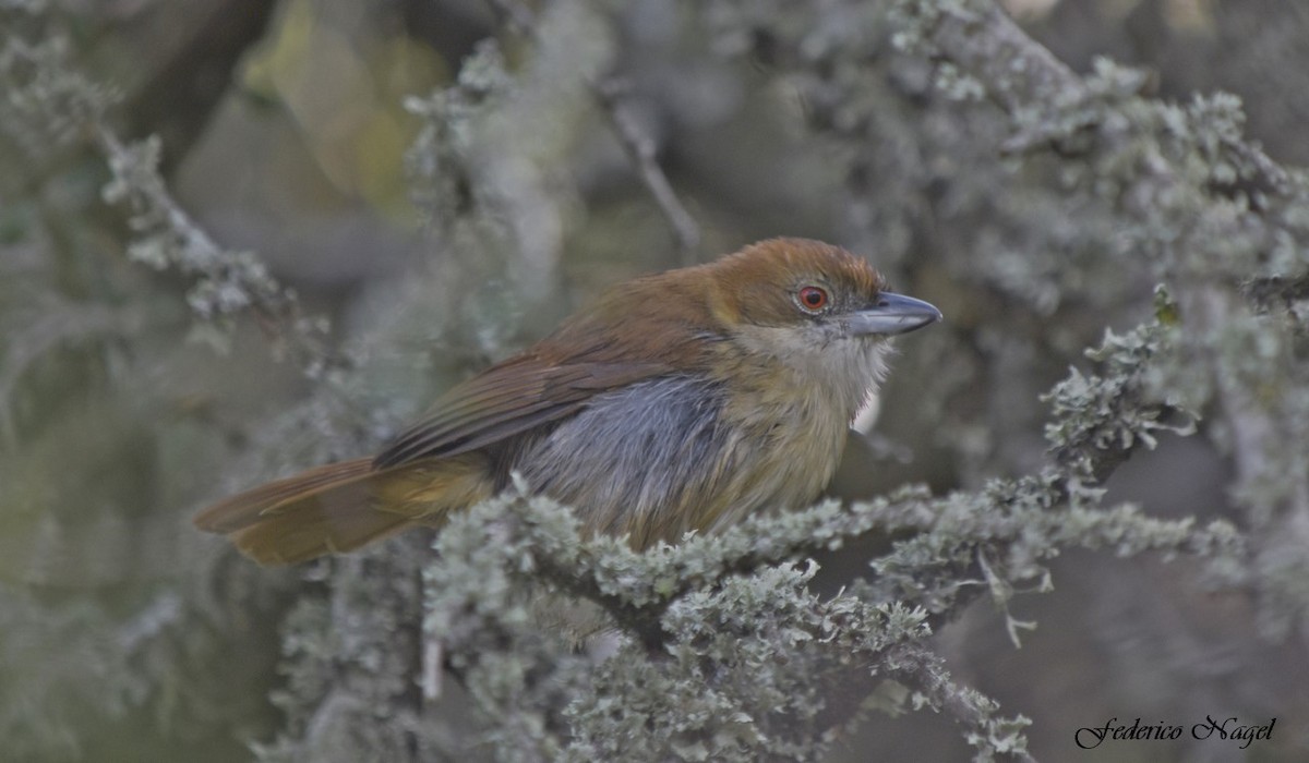 Great Antshrike - ML167681871