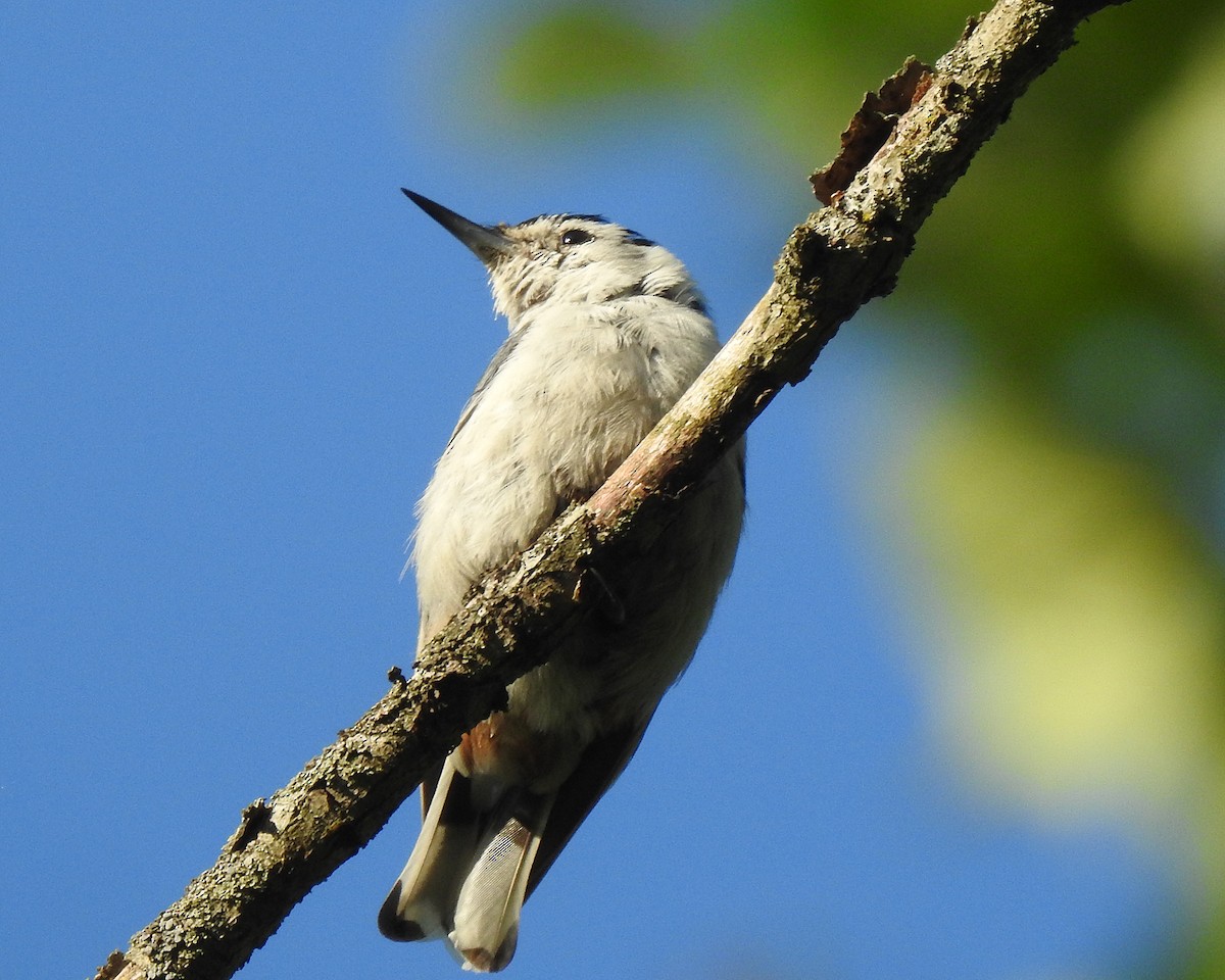 White-breasted Nuthatch - ML167682871