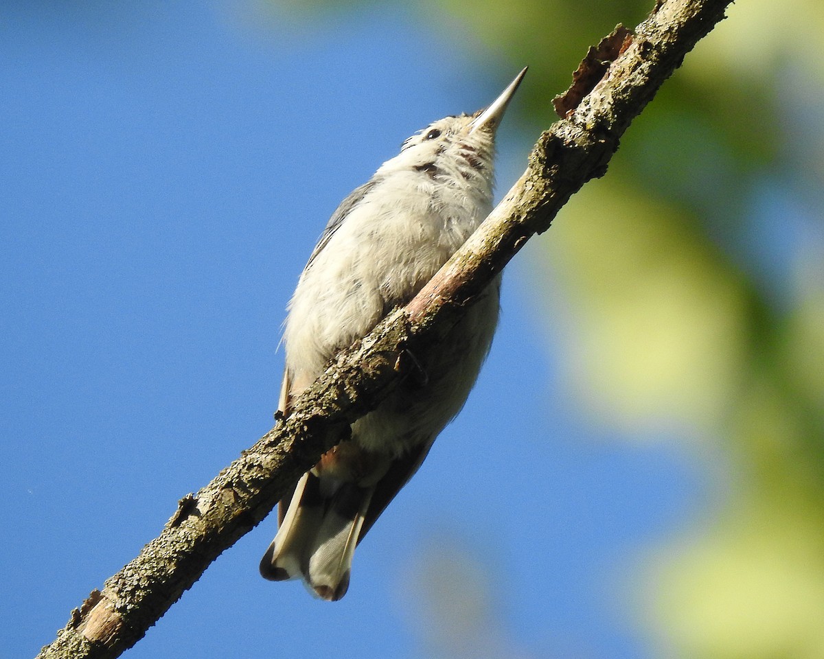 White-breasted Nuthatch - Karen Zeleznik