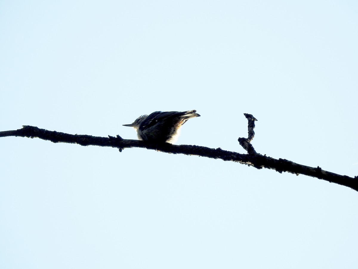 White-breasted Nuthatch - ML167682911