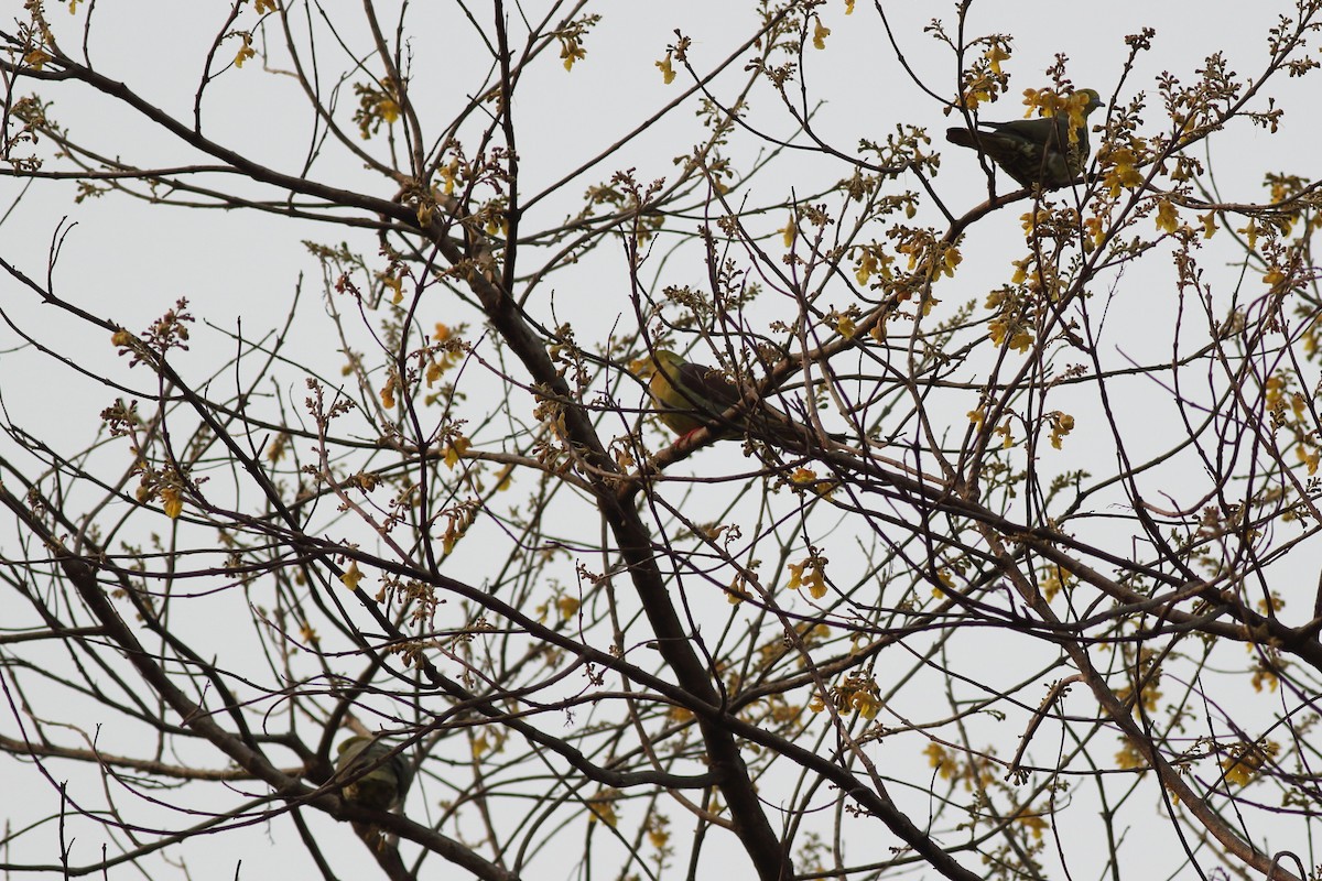 Wedge-tailed Green-Pigeon - ML167684971