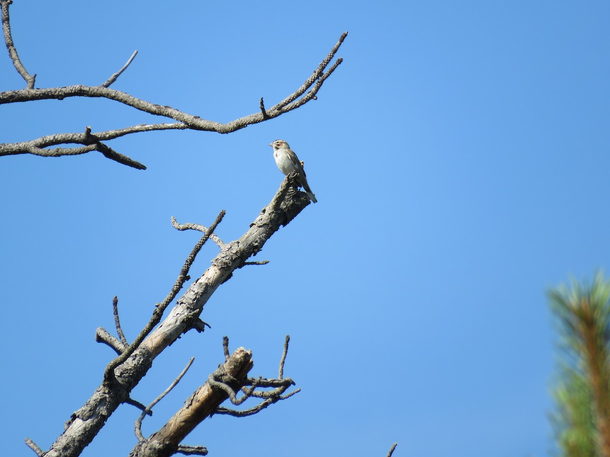 Lark Sparrow - ML167685821