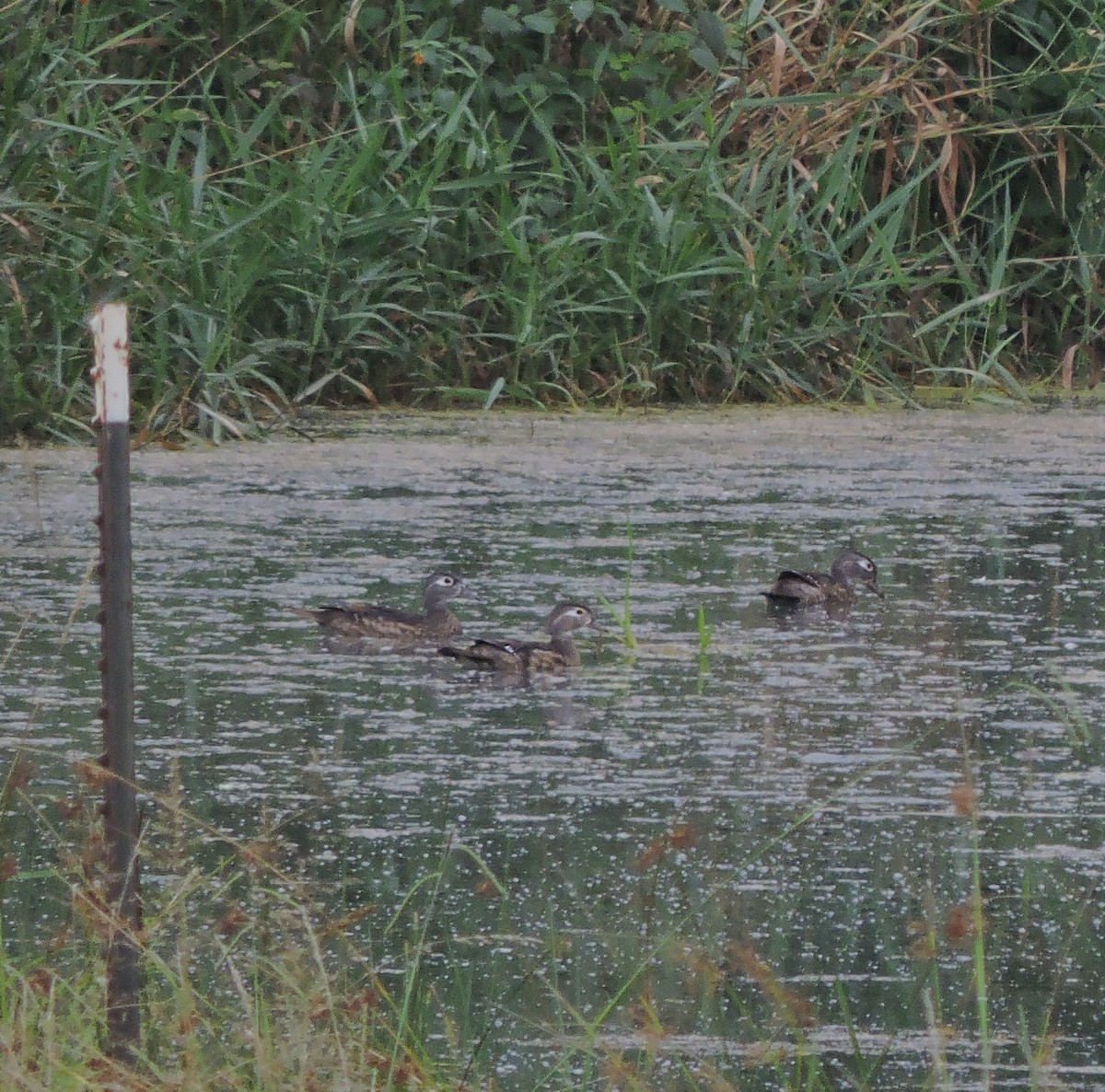 Wood Duck - ML167686921