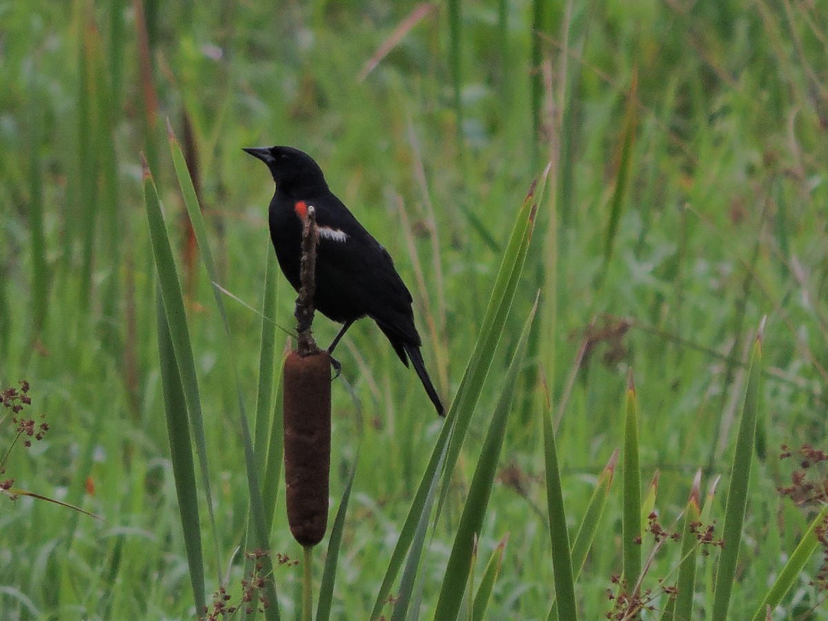 Red-winged Blackbird - ML167687021