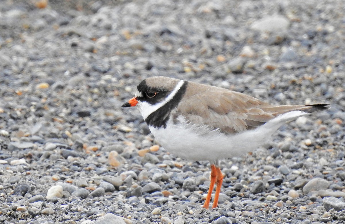 Semipalmated Plover - Manfred Schleuning