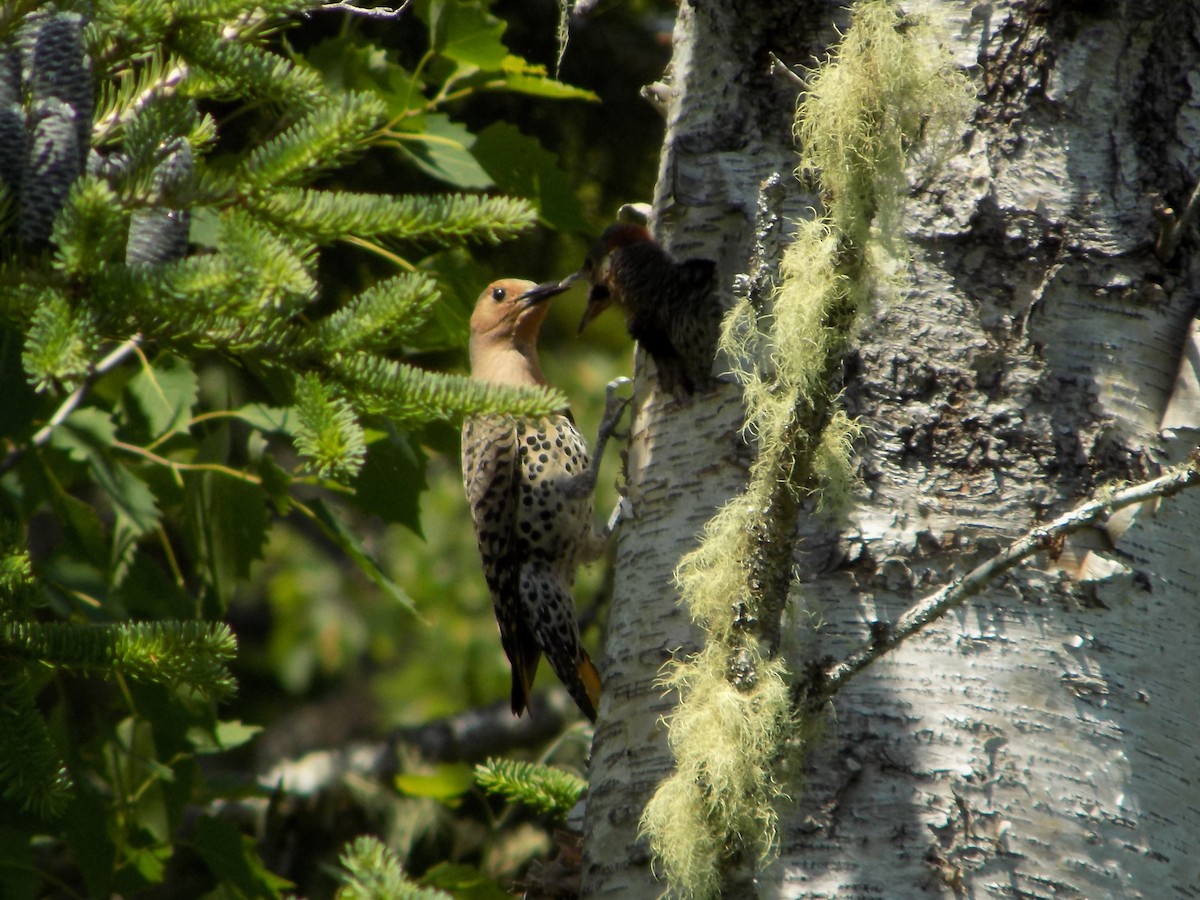 Northern Flicker - The Real Anonymous