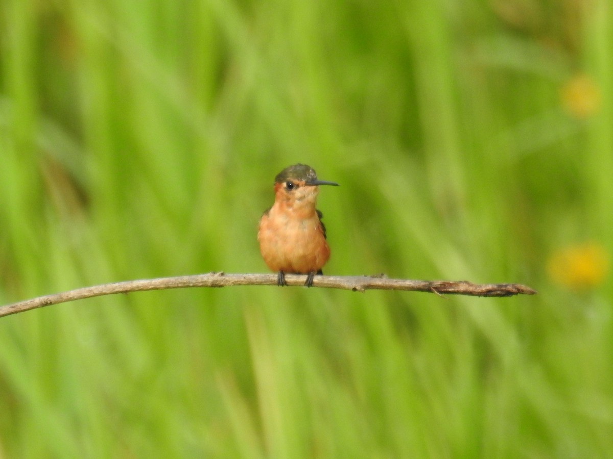 kalypta pruhoocasá - ML167690261