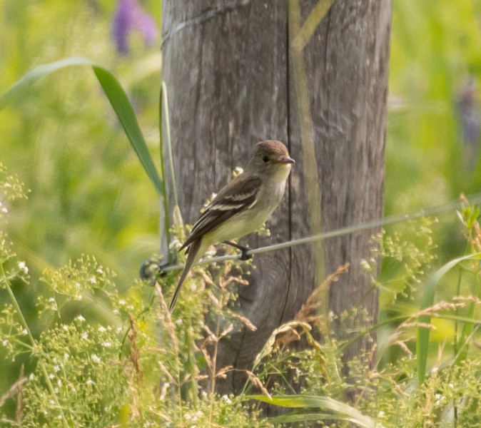 Willow Flycatcher - ML167691011