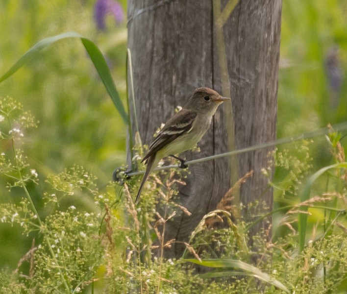 Willow Flycatcher - ML167691031