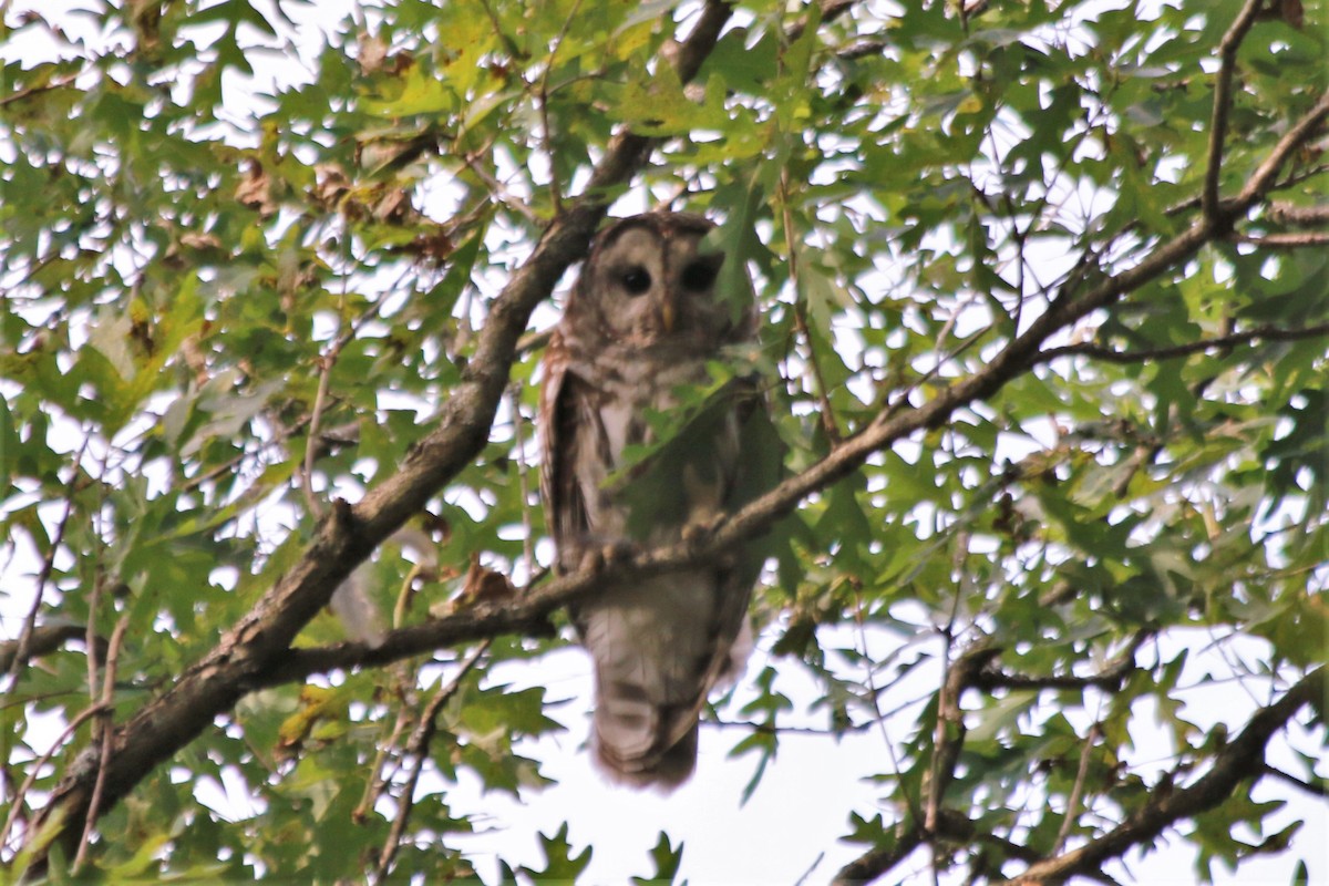 Barred Owl - ML167692321