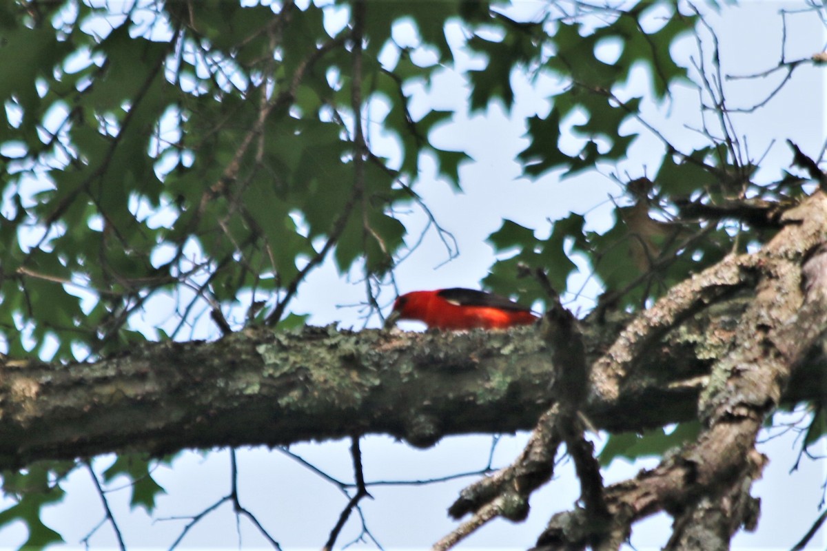 Scarlet Tanager - ML167692581