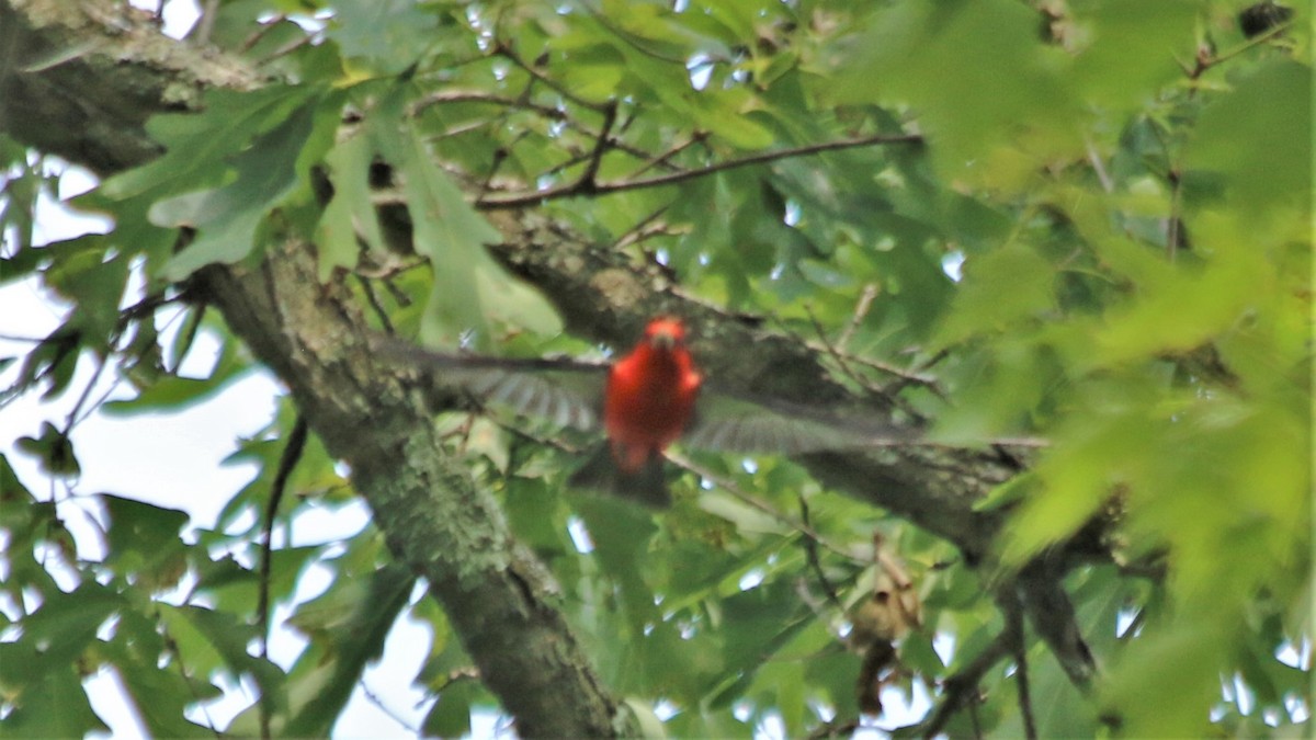 Scarlet Tanager - ML167692741