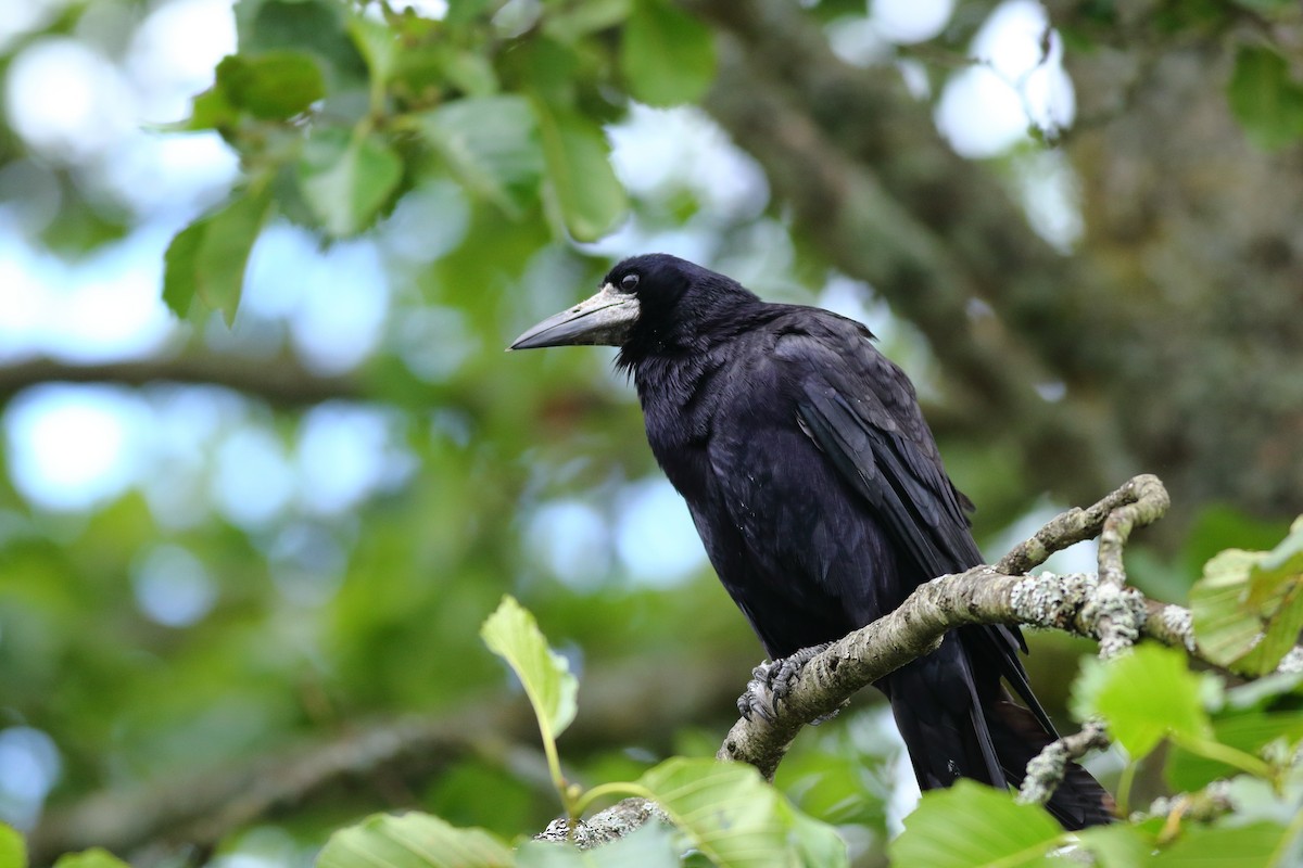 Corbeau freux - ML167695361