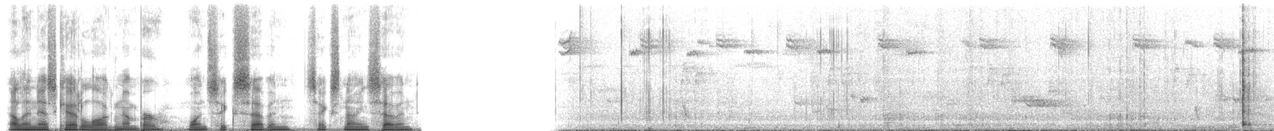 Echo Parakeet - ML167697