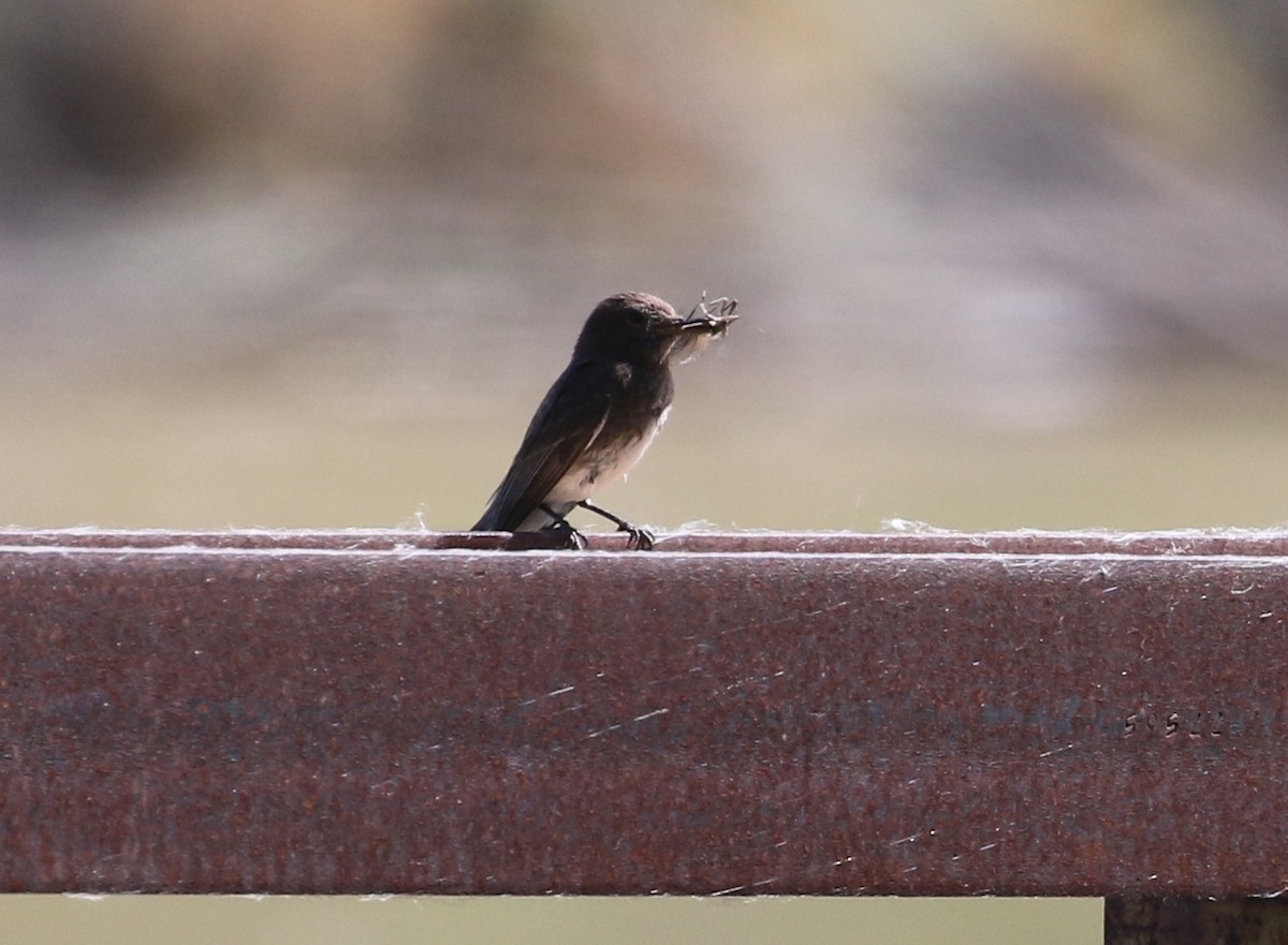 Black Phoebe - ML167697141