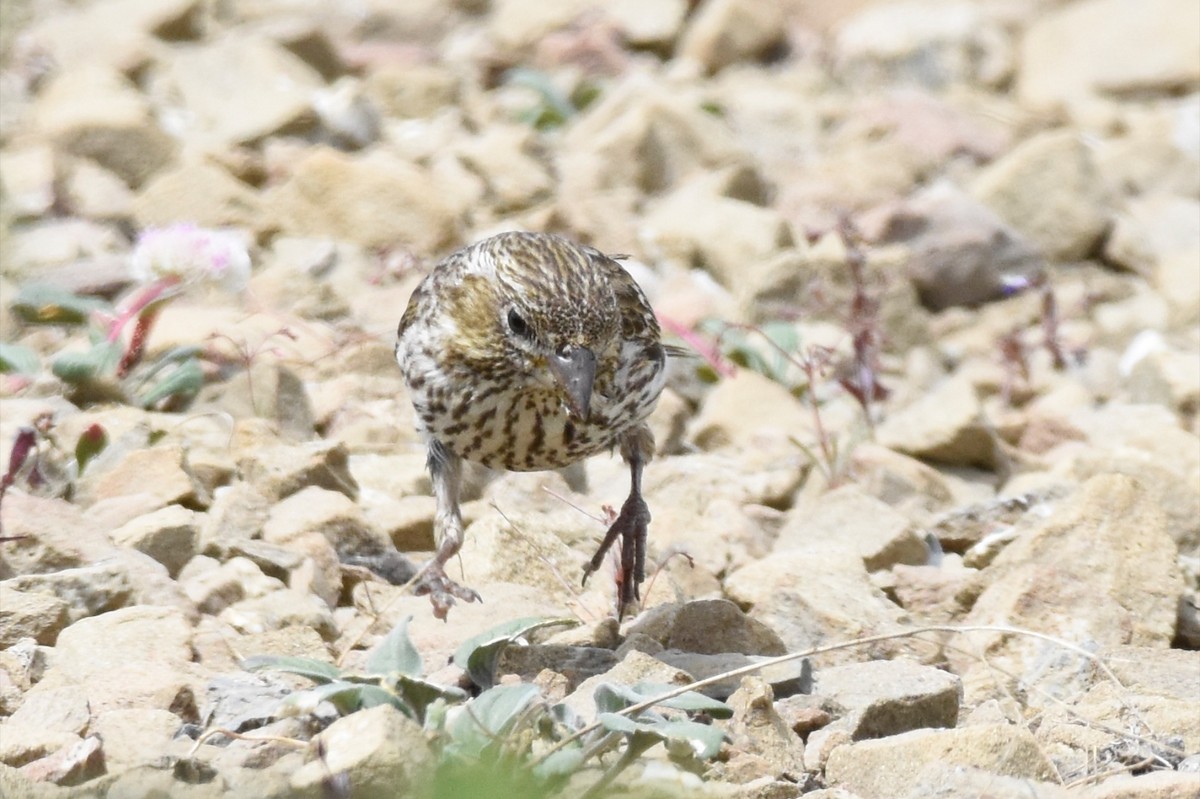 Cassin's Finch - ML167697671