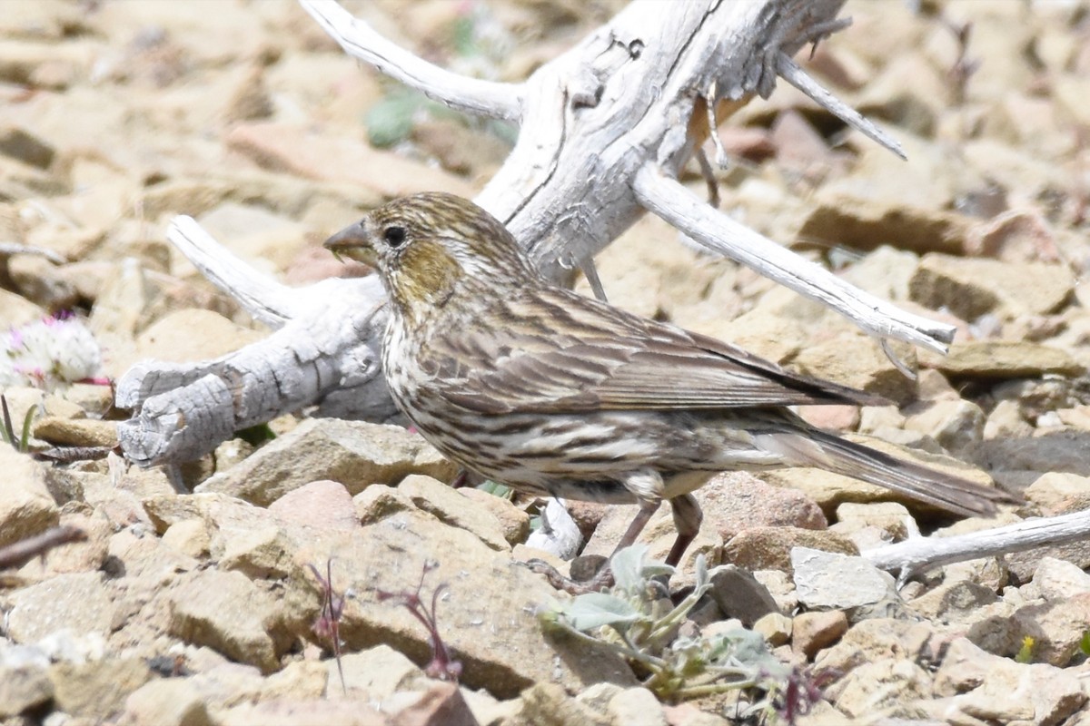 Cassin's Finch - ML167697681