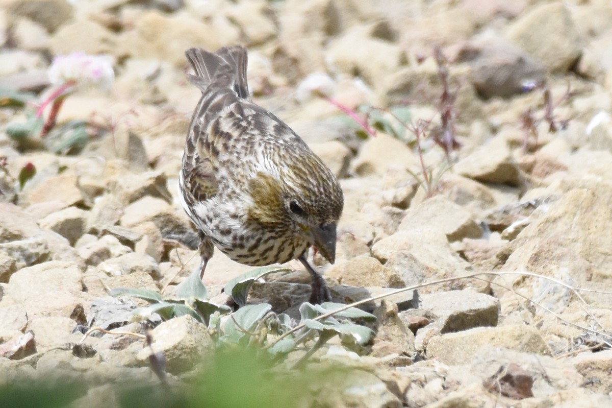 Cassin's Finch - ML167697701