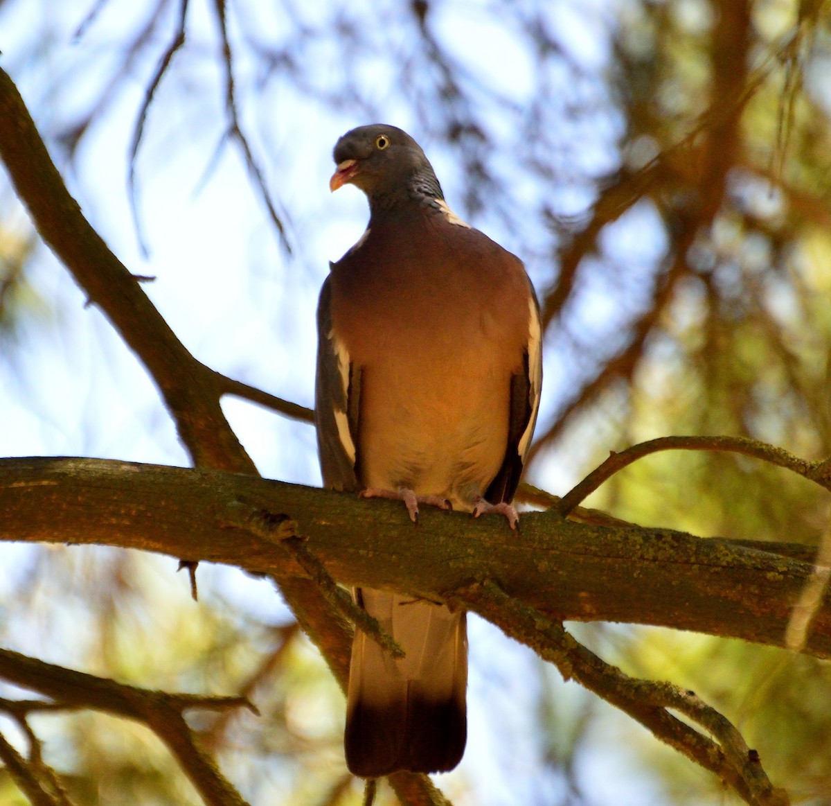 Common Wood-Pigeon - ML167697841