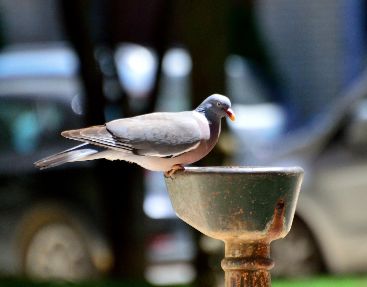 Common Wood-Pigeon - ML167697981