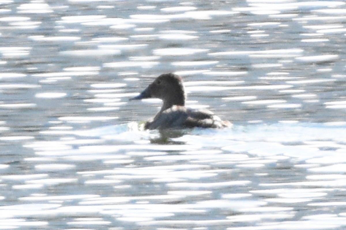 Canvasback - ML167698851