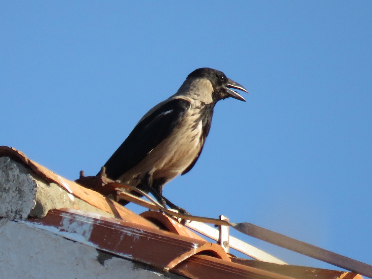 Hooded Crow - ML167700511