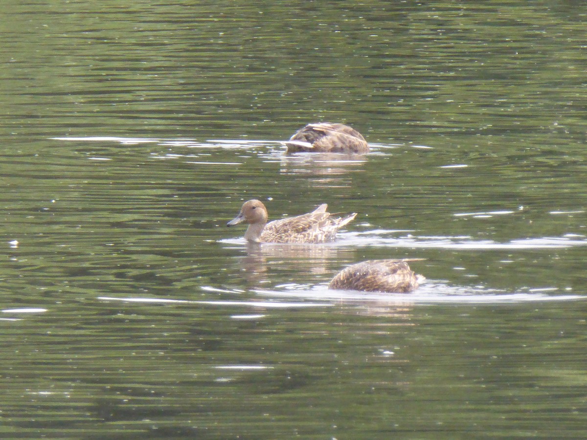 Northern Pintail - Maple Lodge Conservation Society