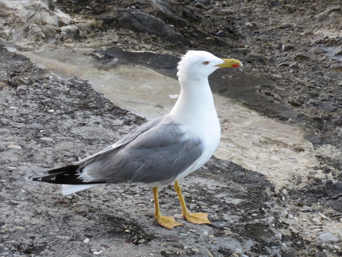 Yellow-legged Gull - ML167700941